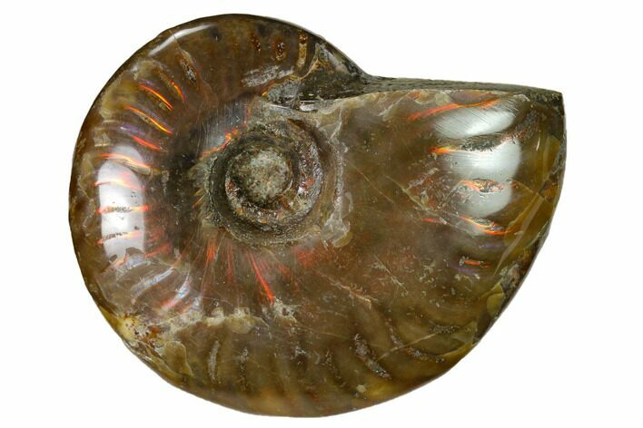 Red Flash Ammonite Fossil - Madagascar #151630